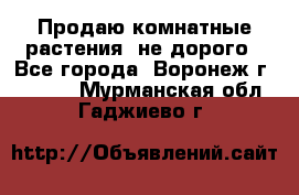 Продаю комнатные растения  не дорого - Все города, Воронеж г.  »    . Мурманская обл.,Гаджиево г.